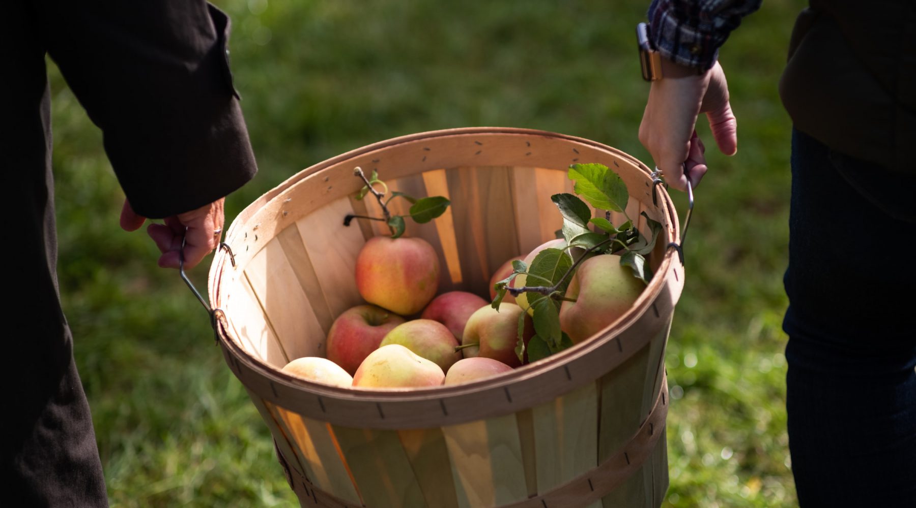 A basket of apples carried by two people