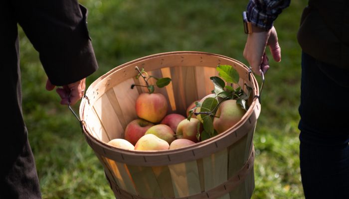 Georgia Fall Traditions: Apple-Picking