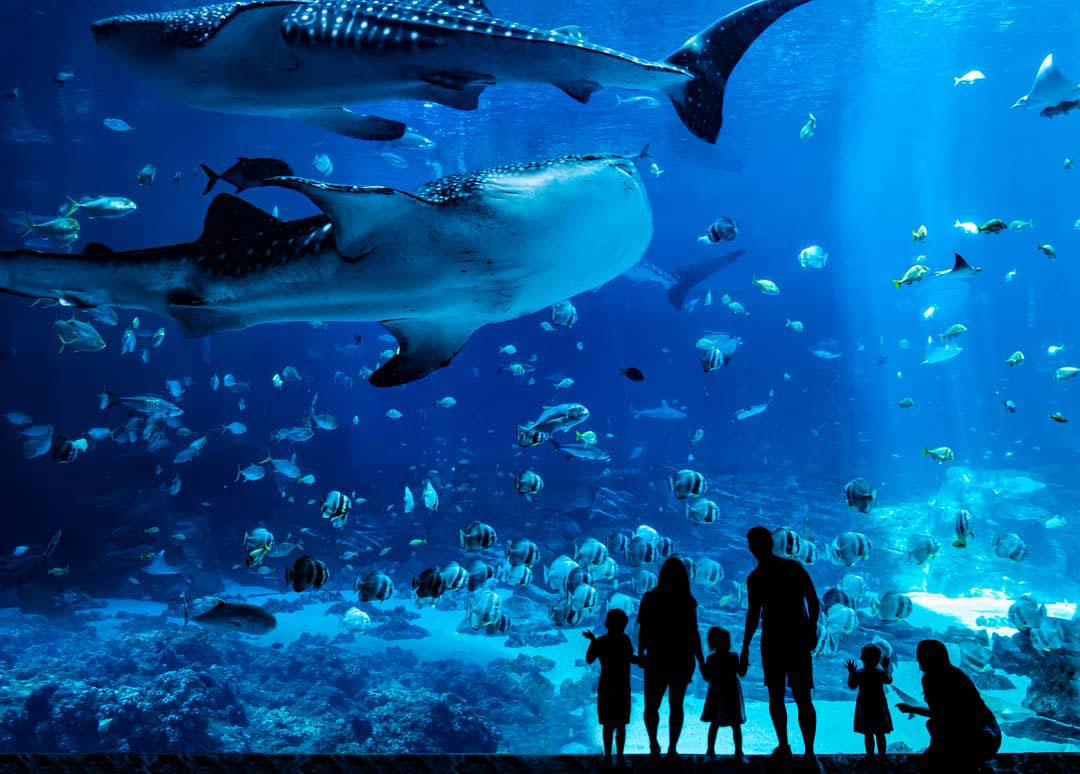 Georgia Aquarium Family looking at Shark