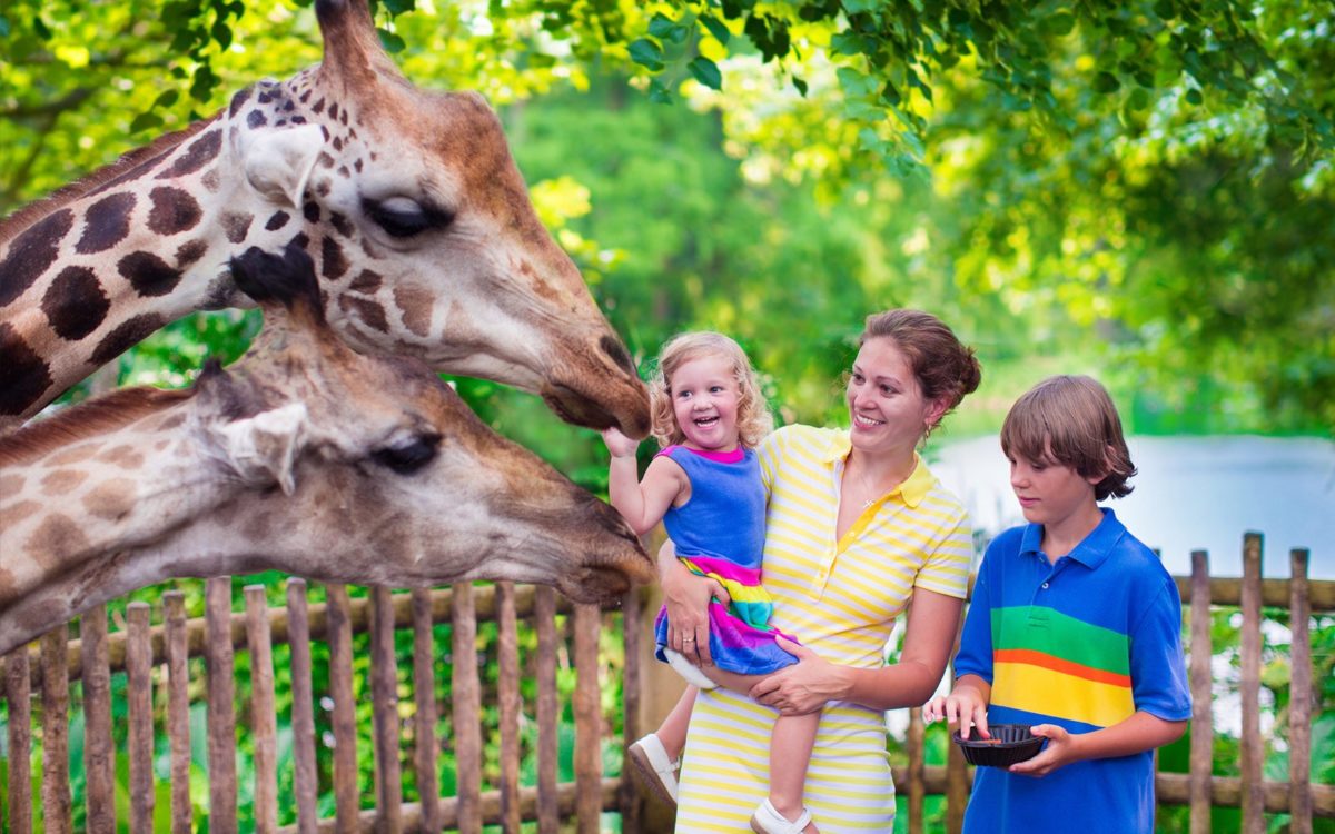 Zoo Atlanta Giraffe with Family