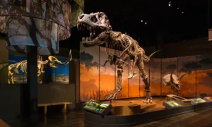 Tellus Science museum in cartersville ga fossil exhibit 